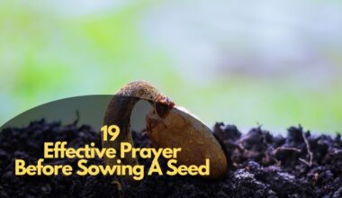 Effective Prayer Before Sowing A Seed