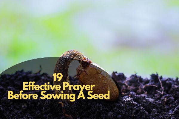 Effective Prayer Before Sowing A Seed